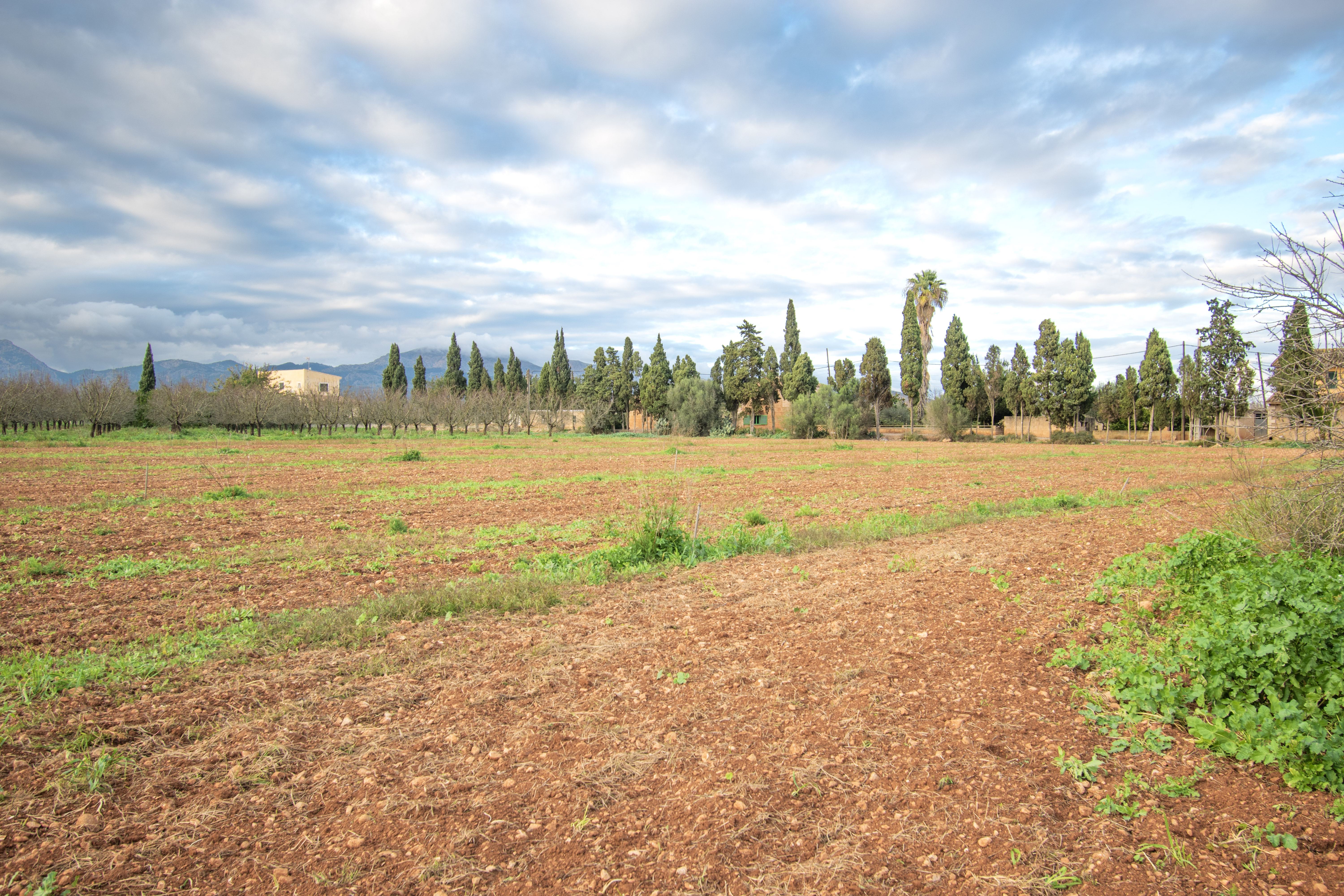 FANTASTIC BUILDING PLOT IN LLUBI ON INCA-MURO ROAD